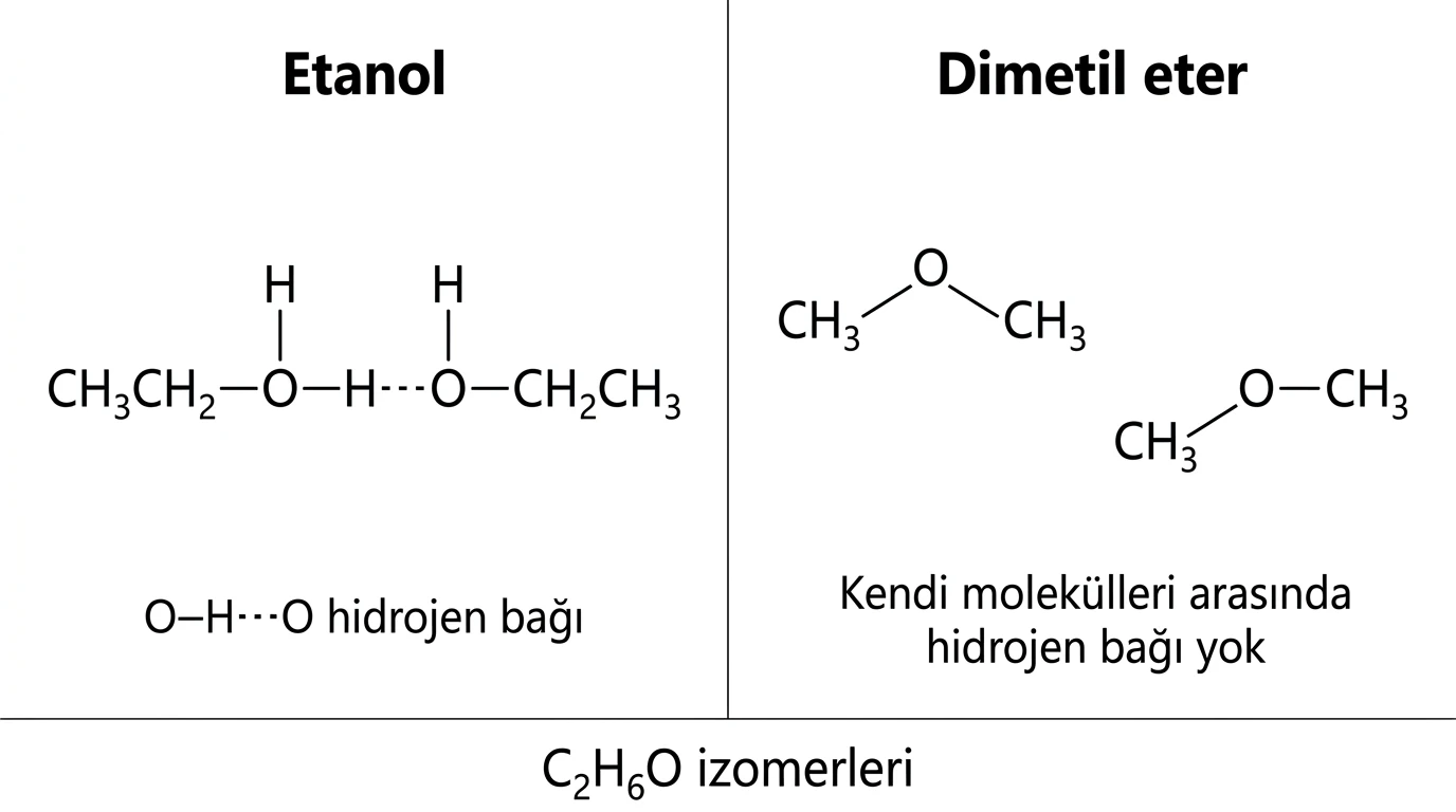 Etanol molekülleri arasındaki O H O hidrojen bağı ile dimetil eterin hidrojen bağı kuramamasının karşılaştırılması