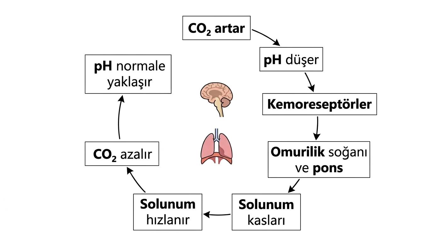 Karbondioksit artışı ve pH düşüşünden kemoreseptörler, omurilik soğanı, pons ve solunum kasları üzerinden solunum hızlanmasına uzanan geri bildirim