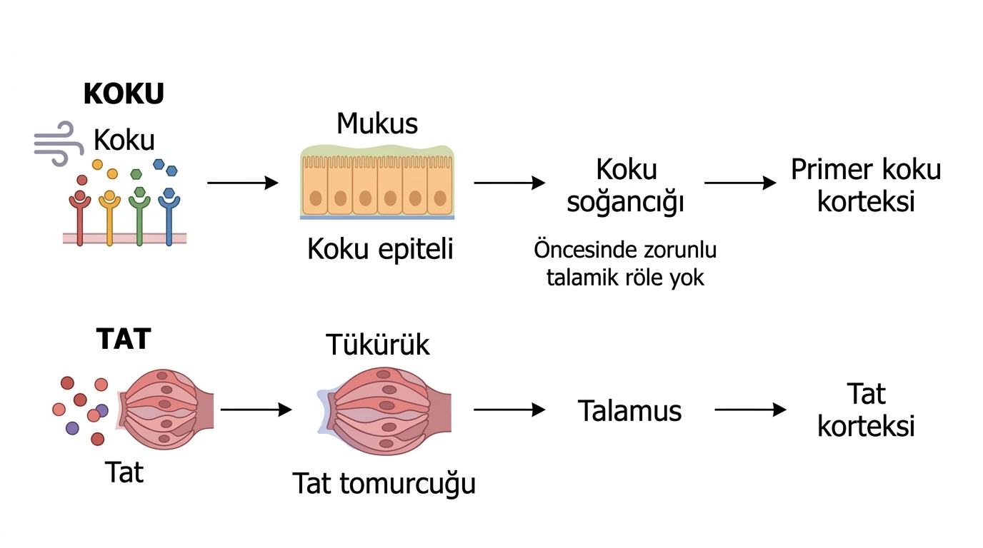 Koku molekülünün mukus, koku epiteli ve koku soğancığı üzerinden primer koku korteksine; tat molekülünün tükürük, tat tomurcuğu ve talamus üzerinden tat korteksine iletilmesi