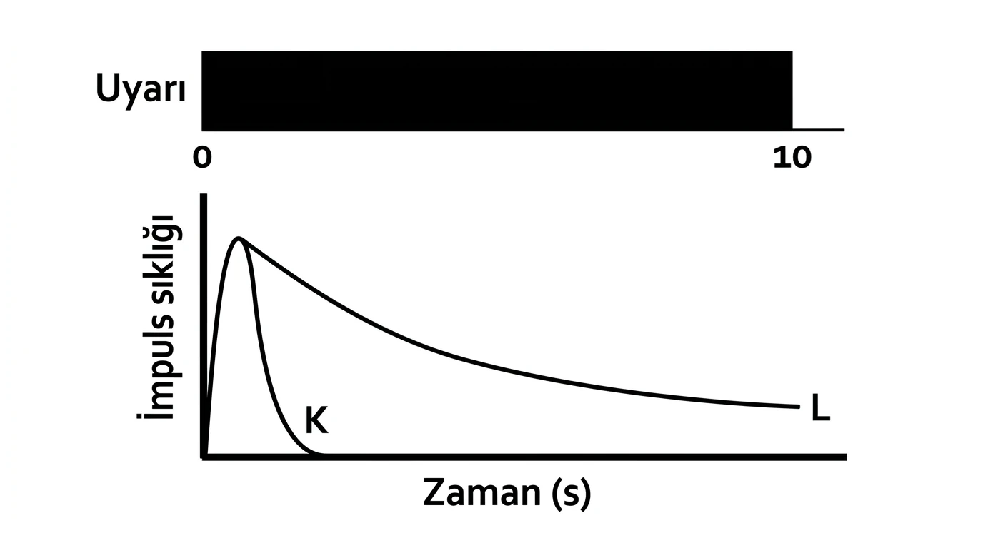 Sabit uyarının başında kısa yanıt veren K ve uyarı boyunca azalarak yanıt veren L reseptörlerinin grafiği