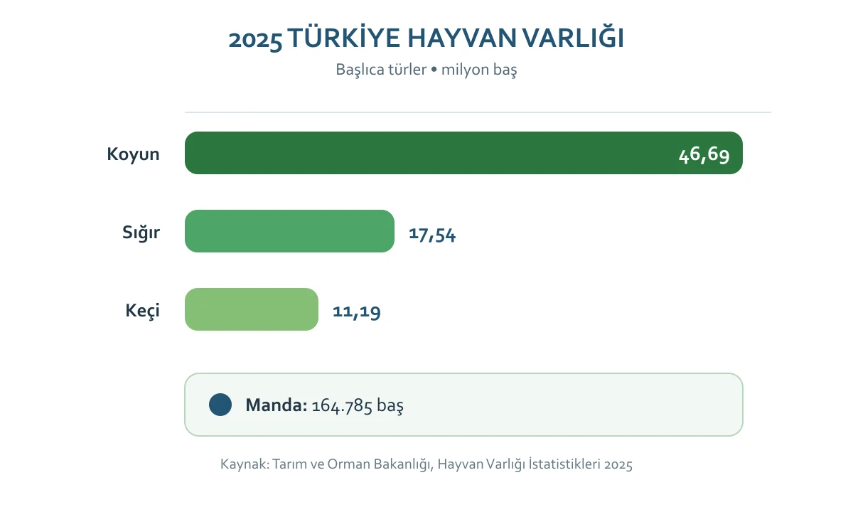 2025 yılında Türkiye'de koyun, sığır, keçi ve manda sayıları