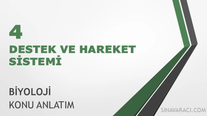 AYT Destek ve Hareket Sistemi Konu Anlatımı AYT Biyoloji Destek ve Hareket Sistemi konu anlatımı kapak görseli