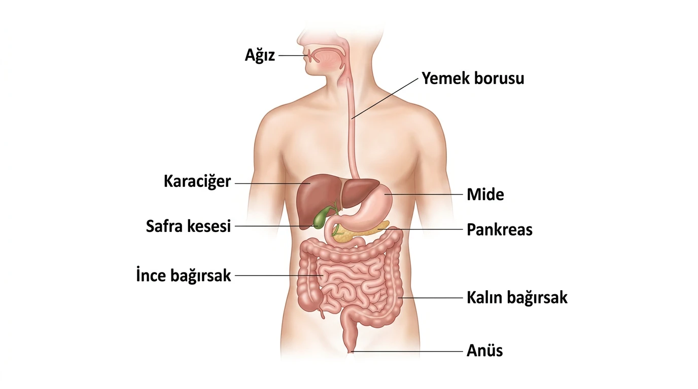 Ağızdan anüse kadar sindirim kanalı ile karaciğer, safra kesesi ve pankreasın vücuttaki yerleşimi