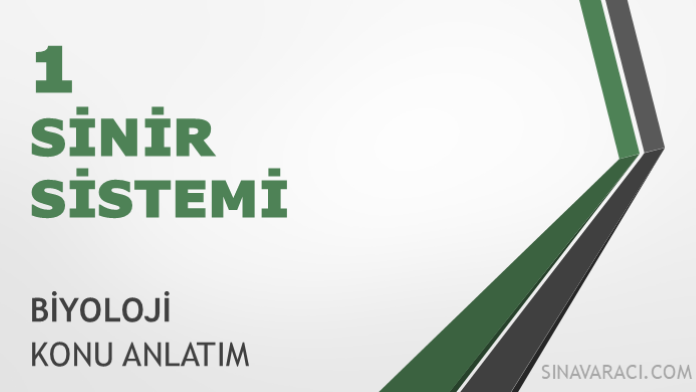 AYT Sinir Sistemi Konu Anlatımı AYT Sinir Sistemi Biyoloji konu anlatımı kapağı