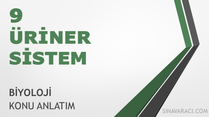 AYT Üriner Sistem (Boşaltım Sistemi) Konu Anlatımı AYT üriner sistem ve boşaltım sistemi biyoloji konu anlatımı kapağı