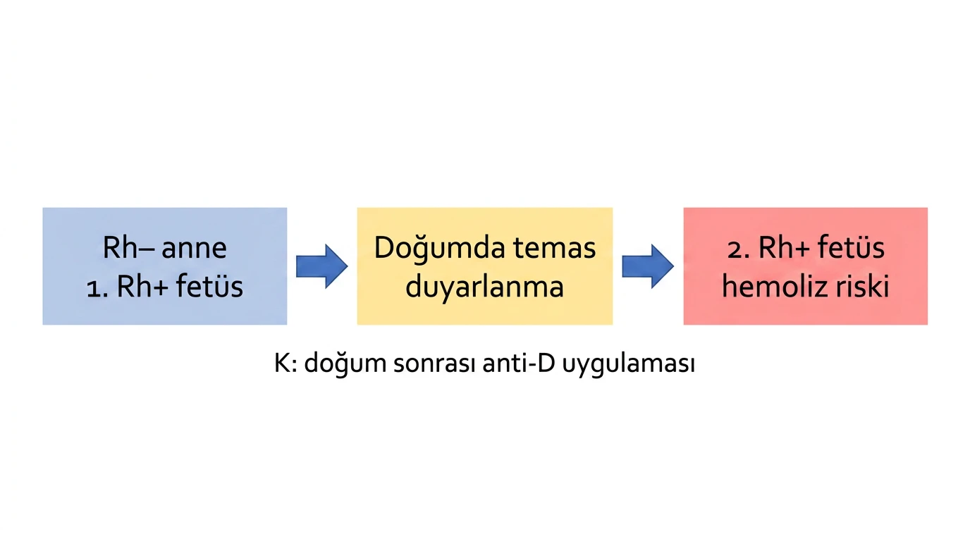 Rh negatif anne, ilk ve ikinci Rh pozitif fetüs, duyarlanma, hemoliz riski ve anti-D uygulaması