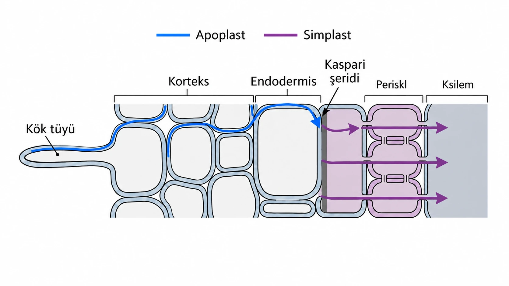 Kök tüyünden ksileme apoplast ve simplast yolları ile Kaspari şeridi