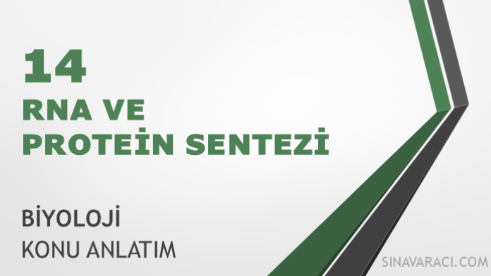 AYT RNA ve Protein Sentezi Konu Anlatımı AYT RNA ve protein sentezi biyoloji konu anlatımı kapağı