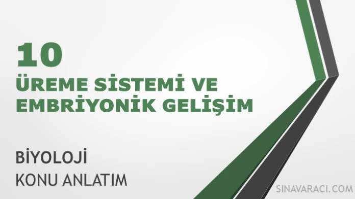 AYT Üreme Sistemi ve Embriyonik Gelişim Konu Anlatımı AYT Biyoloji üreme sistemi ve embriyonik gelişim konu anlatımı kapak görseli